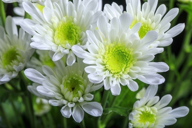 白色菊花花卉高清图片