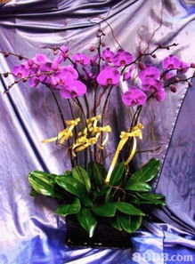 英姿花廊提供年花 兰花 花束 果篮等产品