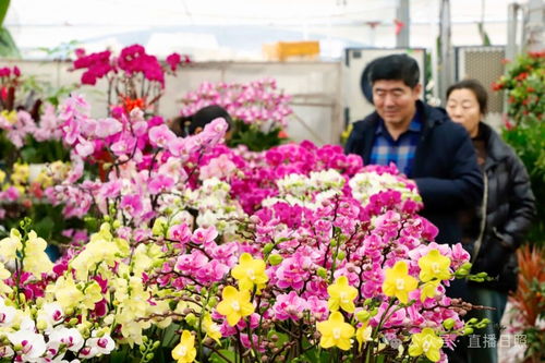 红火喜庆 日照花卉市场迎来销售旺季